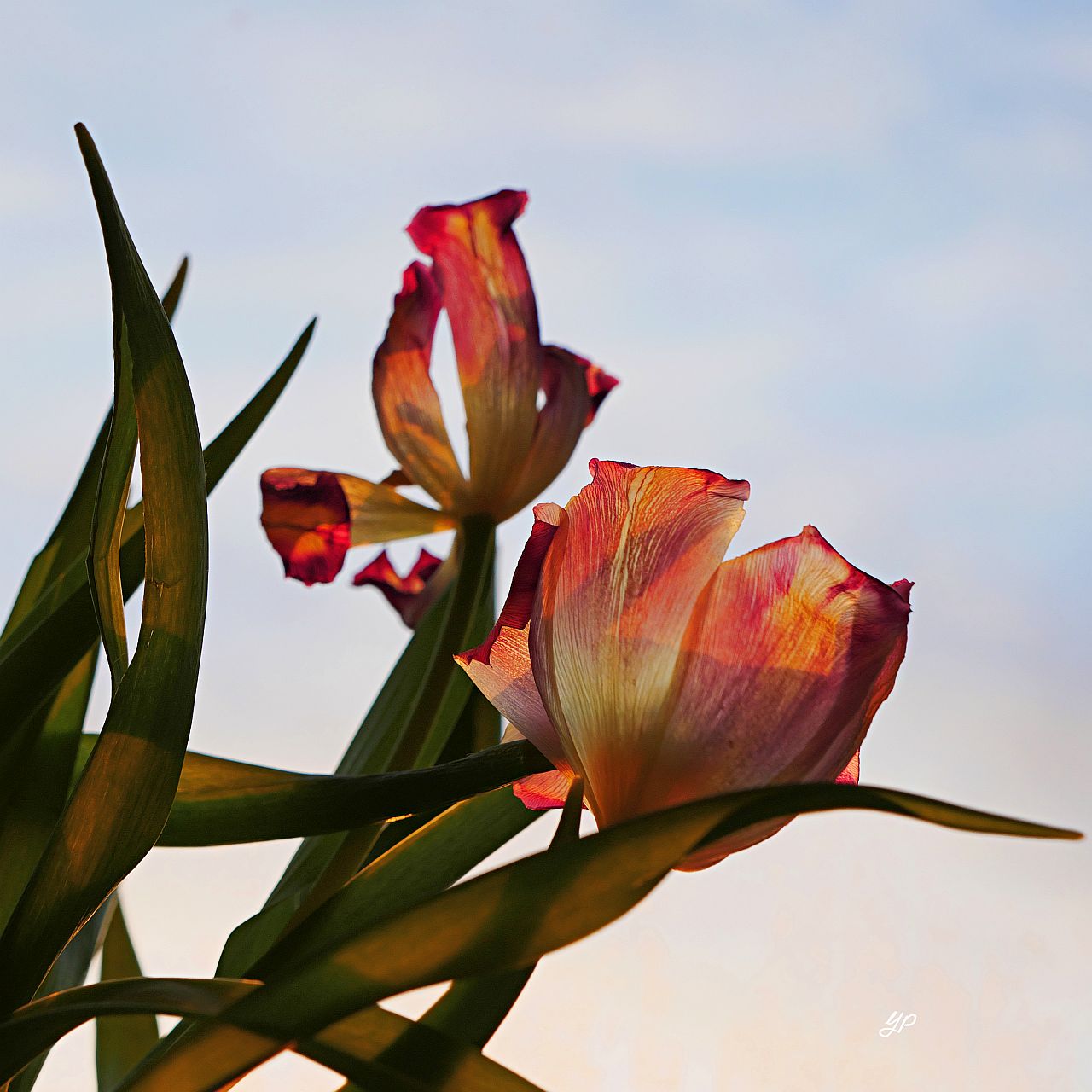 Verblühende Tulpen