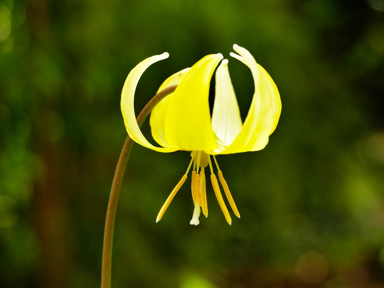 verspätete (Blüten-) Blätter-Aufnahme