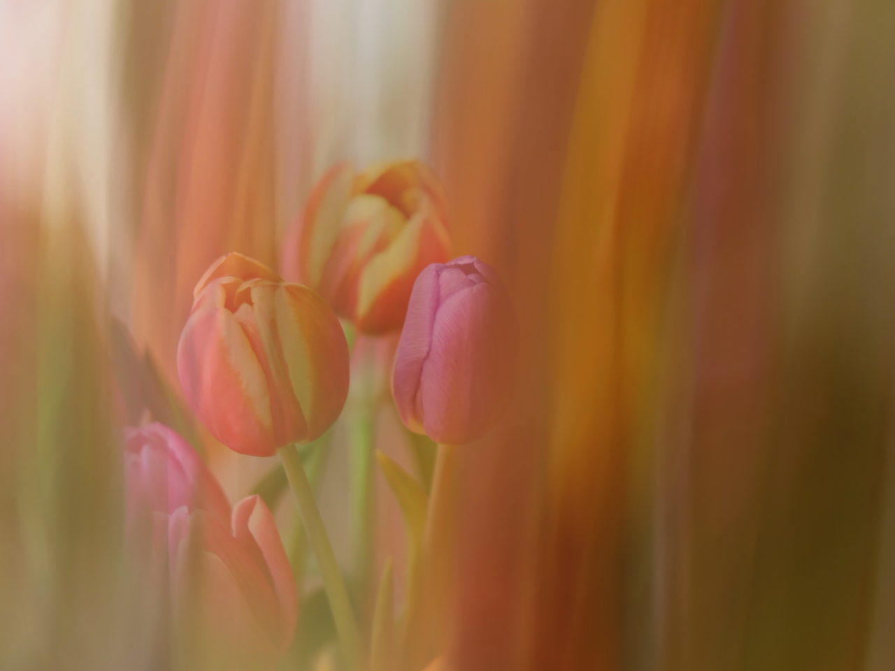 Verträumte Tulpen