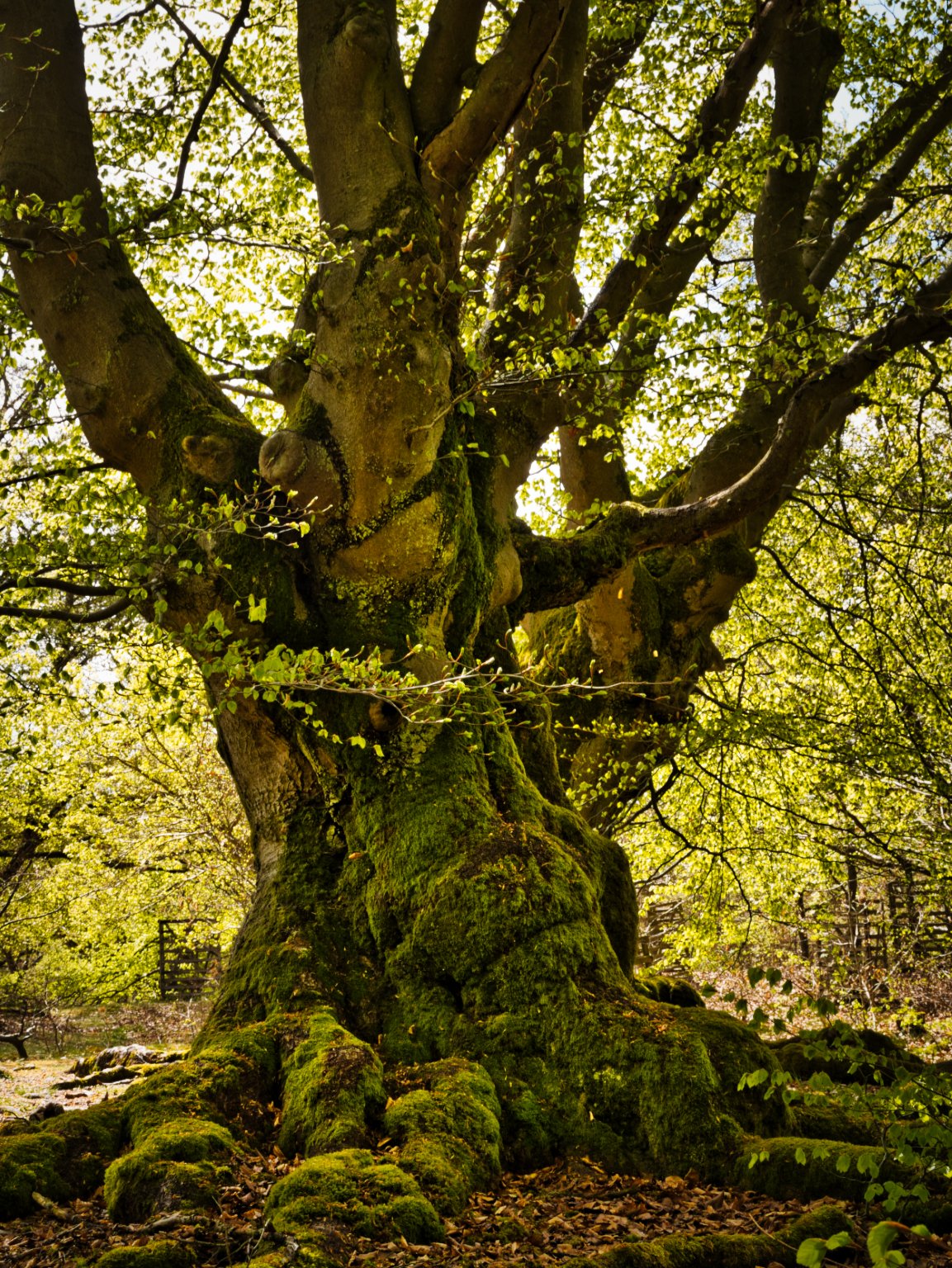 Verwurzelt und verzweigt