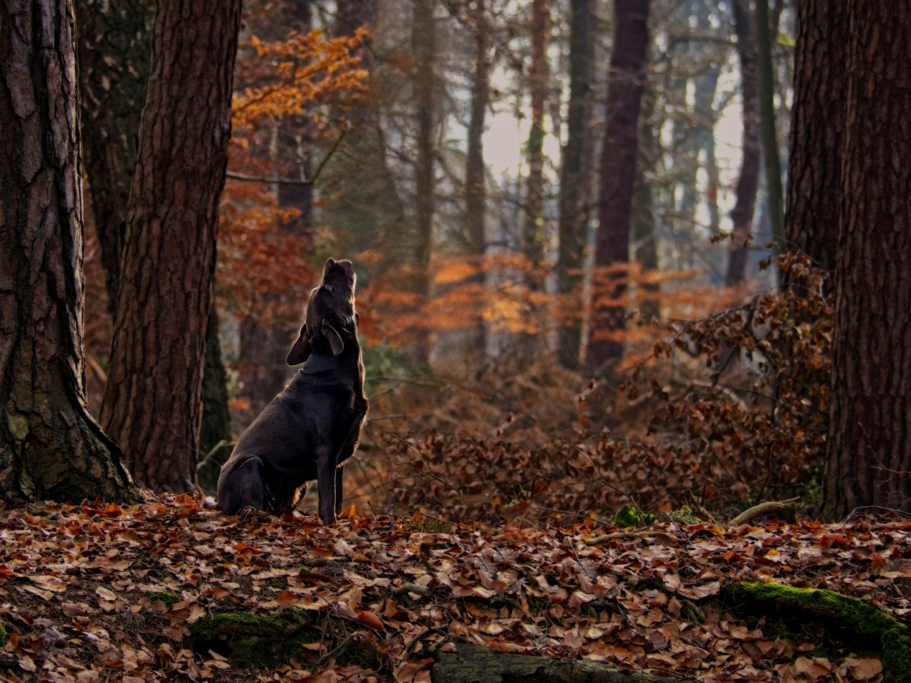 Vielleicht doch ein Wolf... II