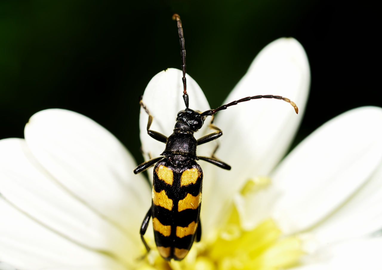 Vierbindiger Schmalbock (Leptura quadrifasciata)