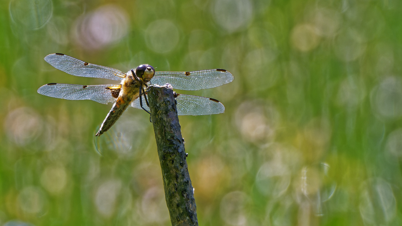 Vierfleck Libelle.jpg