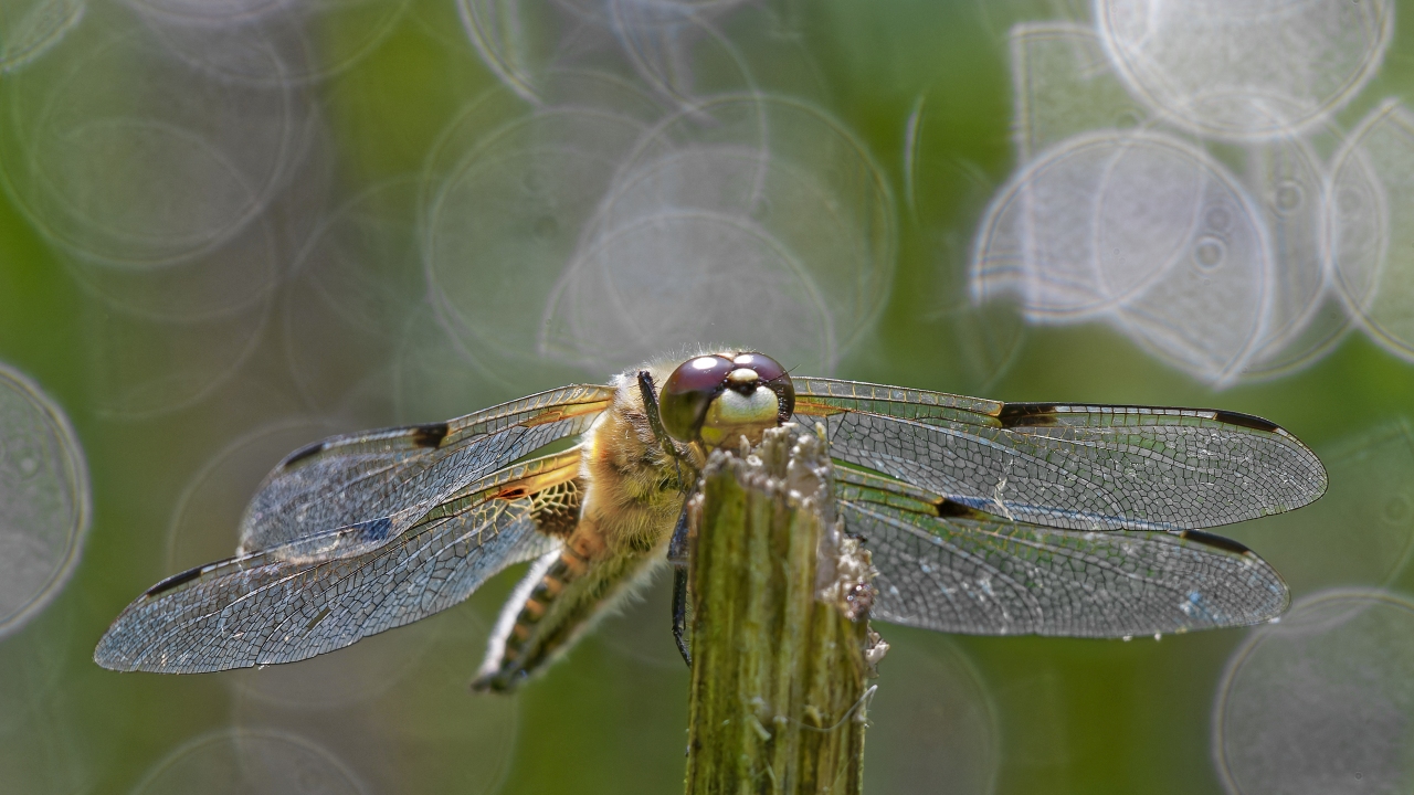 Vierfleck Libelle - Kein Plattbauch