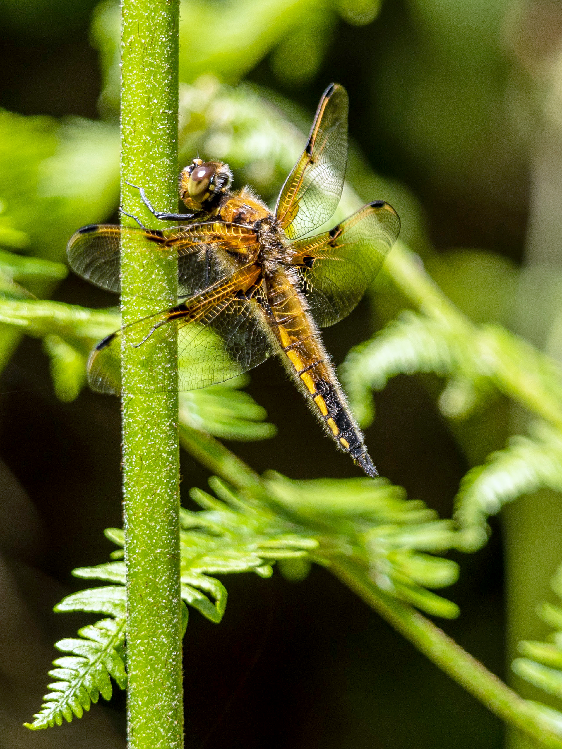 Vierfleck Libelle