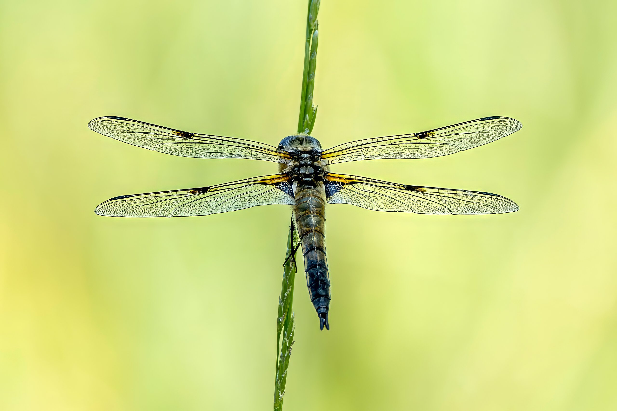 Vierfleck Libelle