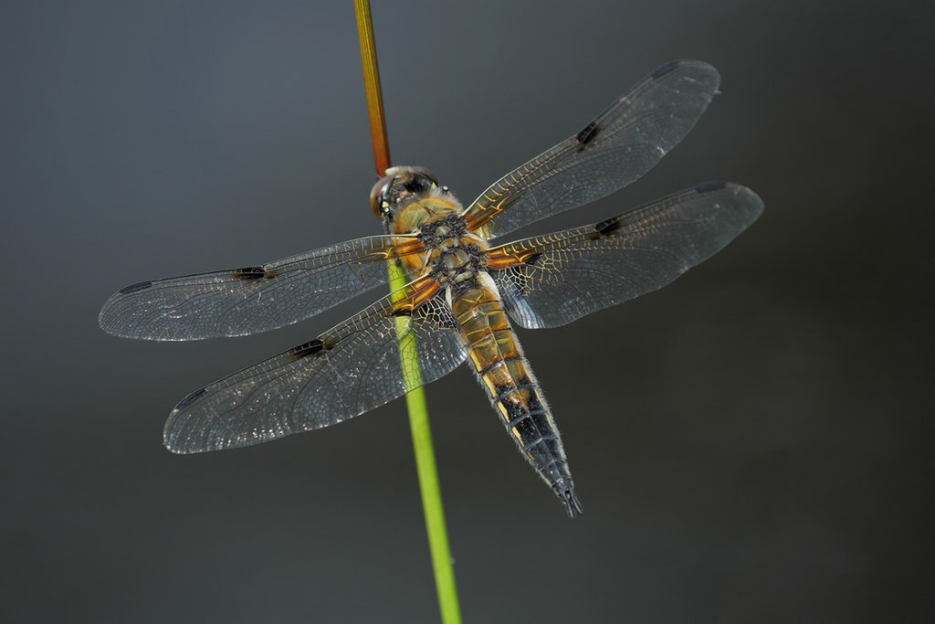 Vierfleck (Libellula quadrimaculata)
