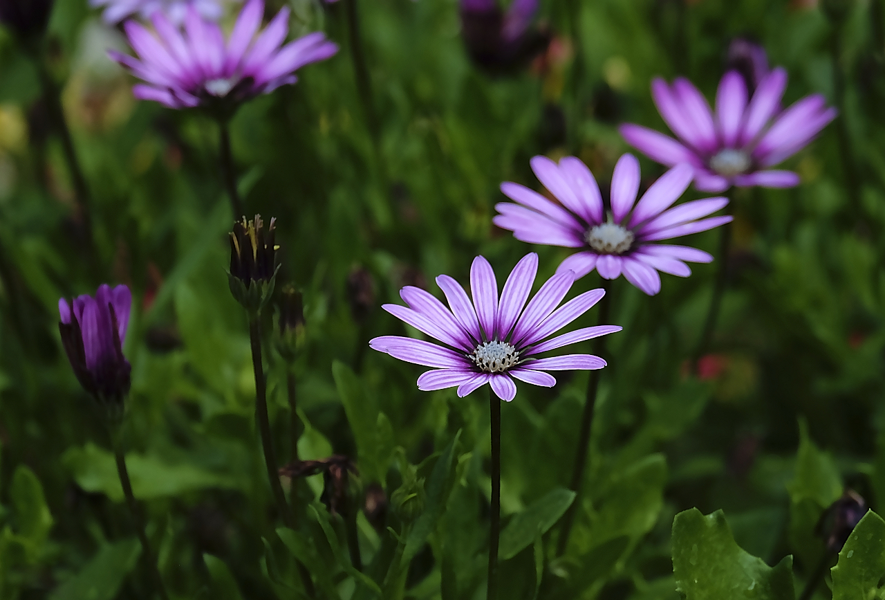 Violette Blüten