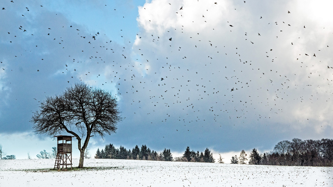 Vögel  im Winter