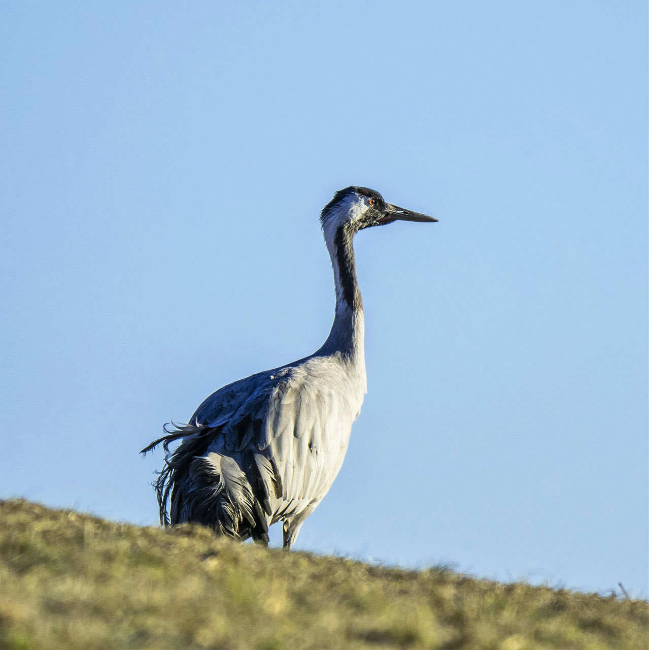 Vogel des Glücks