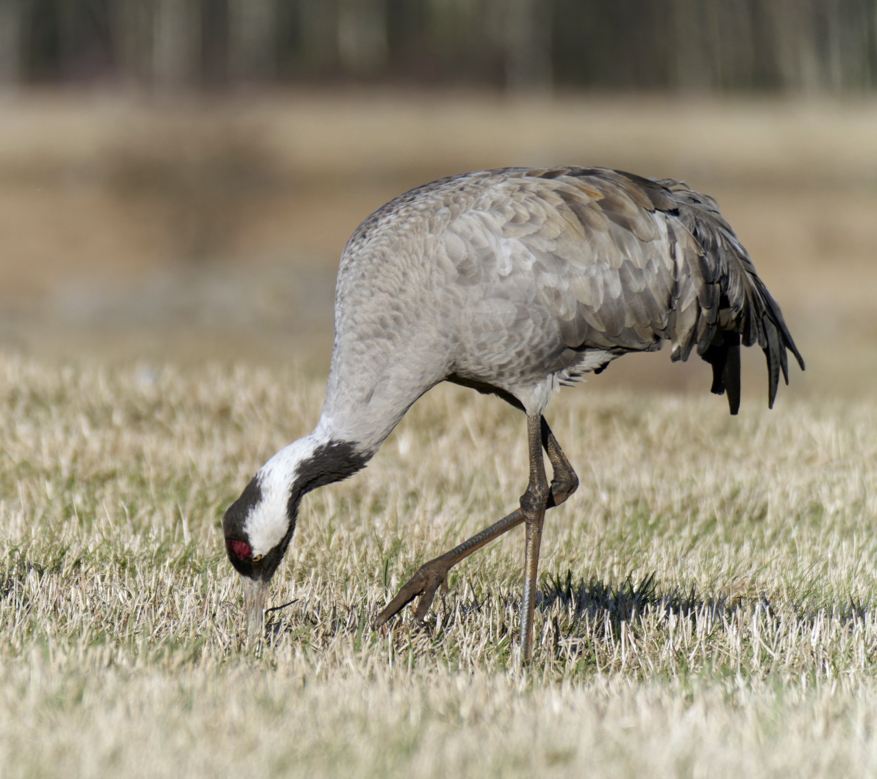 Vogel des Glücks