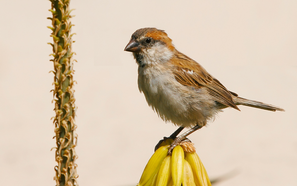 Vogel im Mais