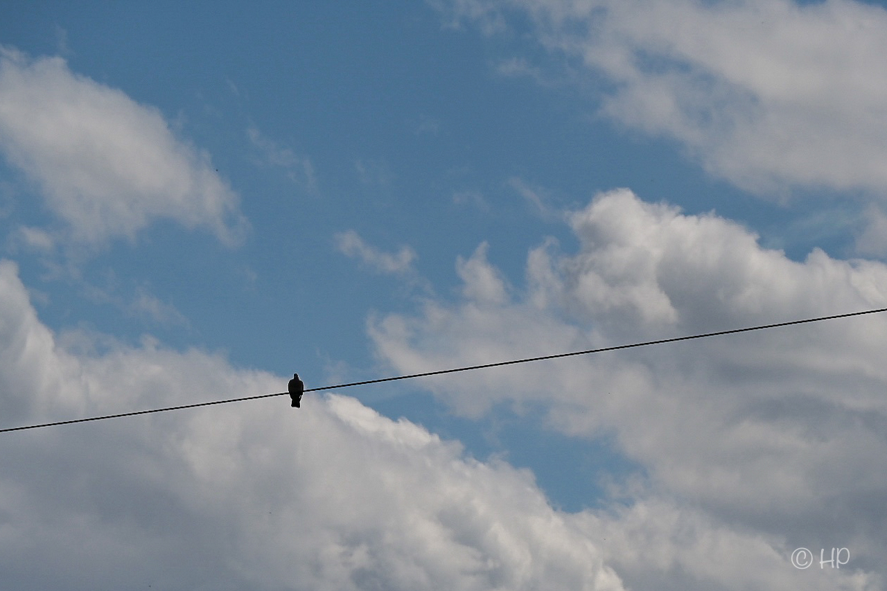 Vogel…Wolken betrachtend…auf Drahtseil…