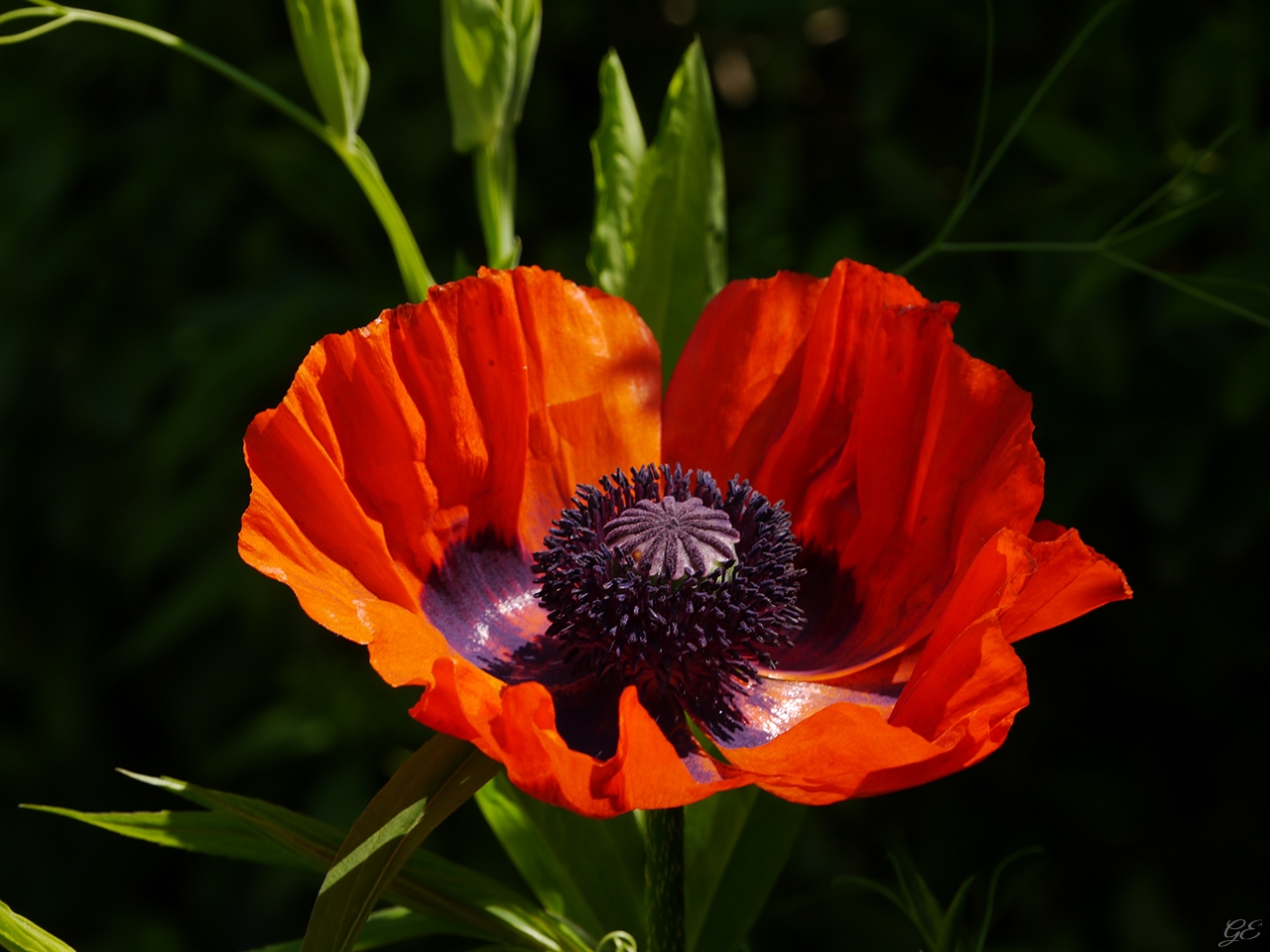 Vollmohn(d)