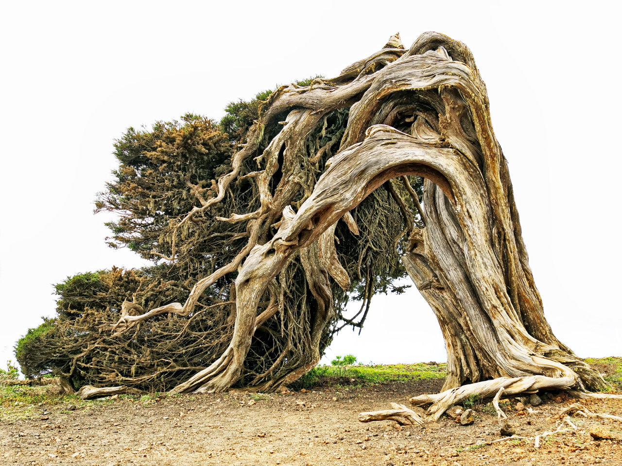 Vom Wind gebeugt