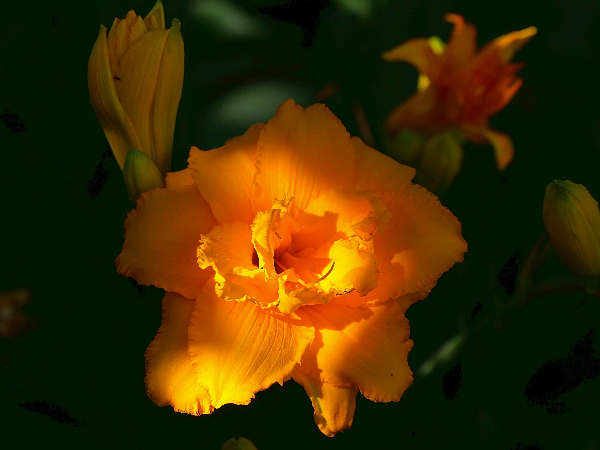 Von der Knospe bis zur Blüte