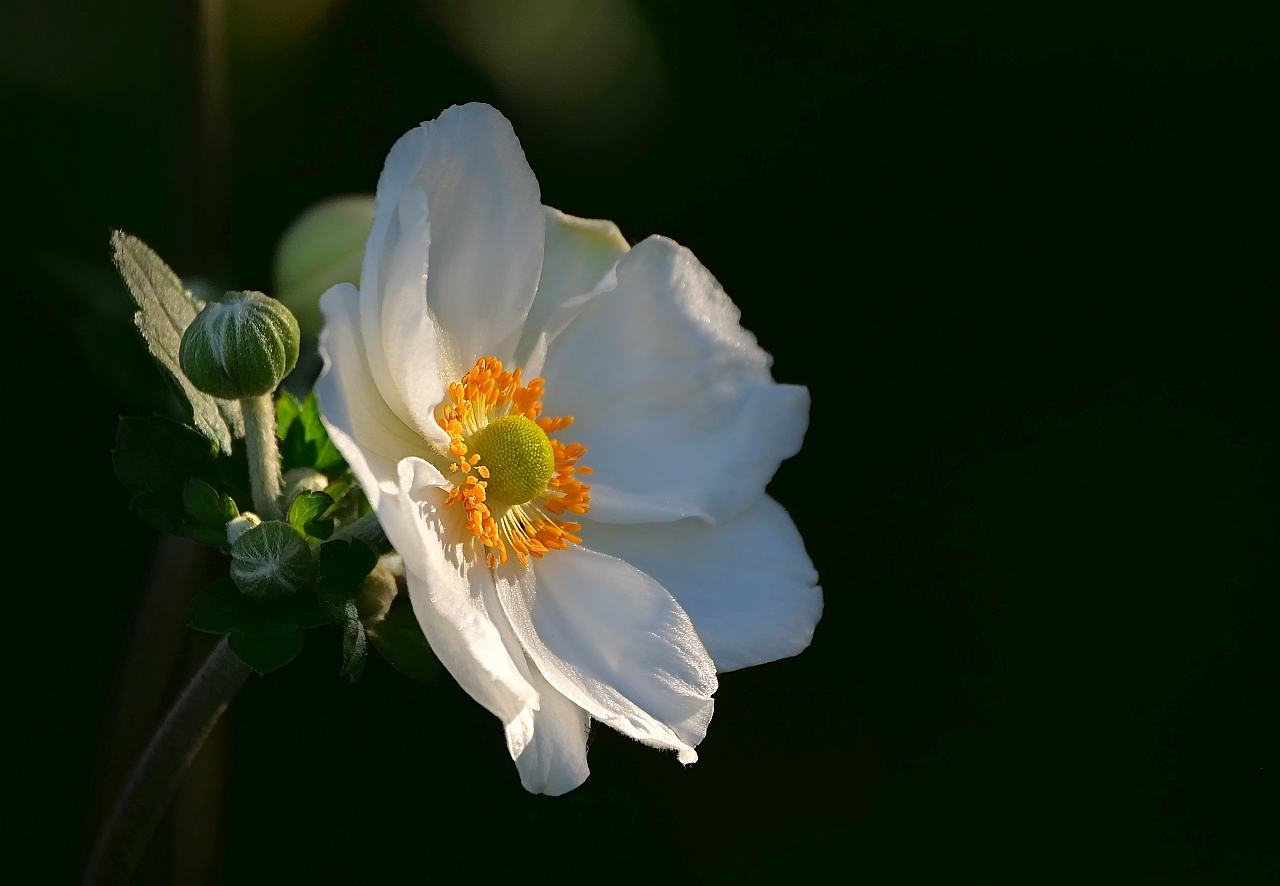 von der Knospe zur Blüte