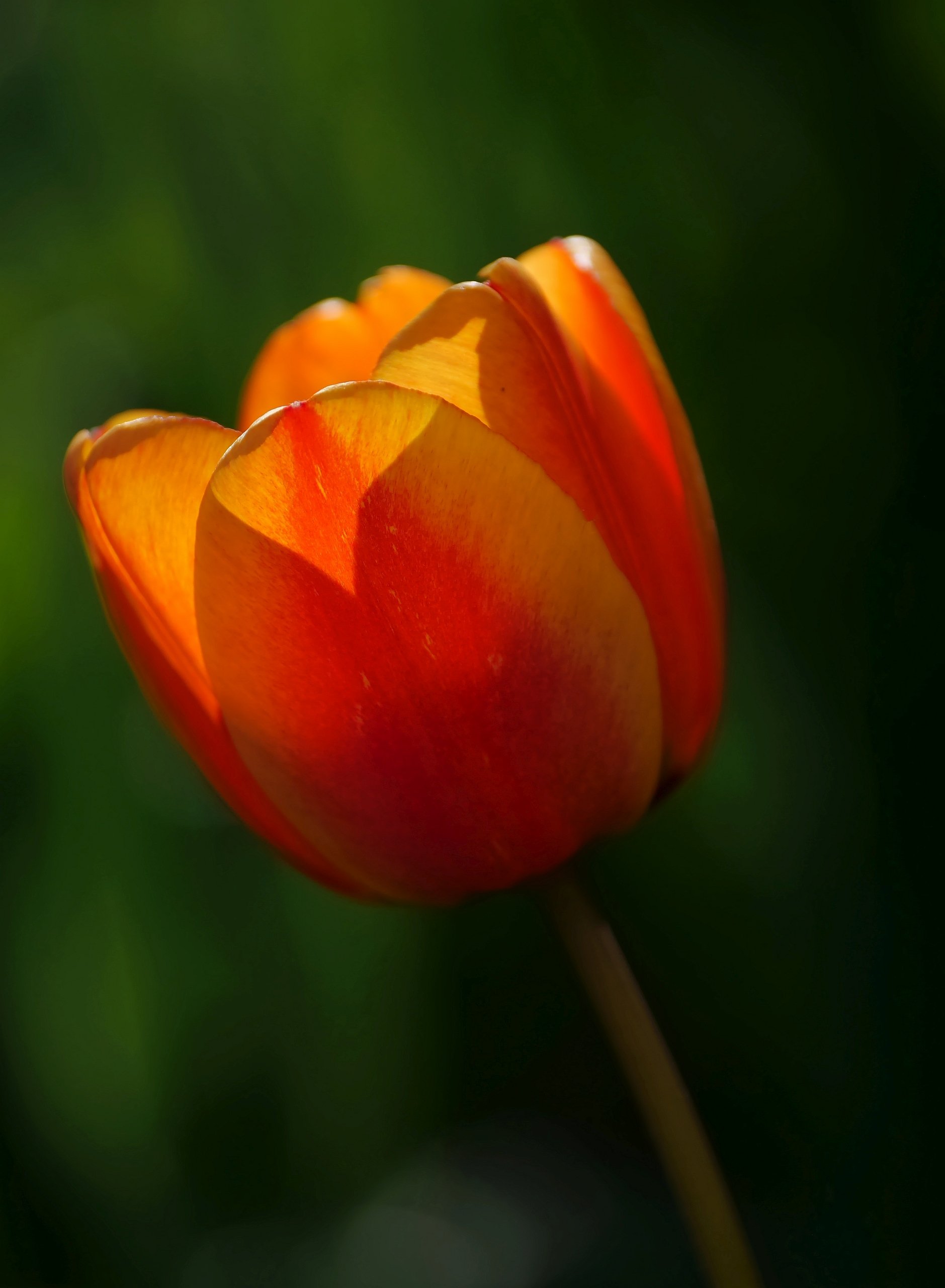 Von der Sonne gelockt