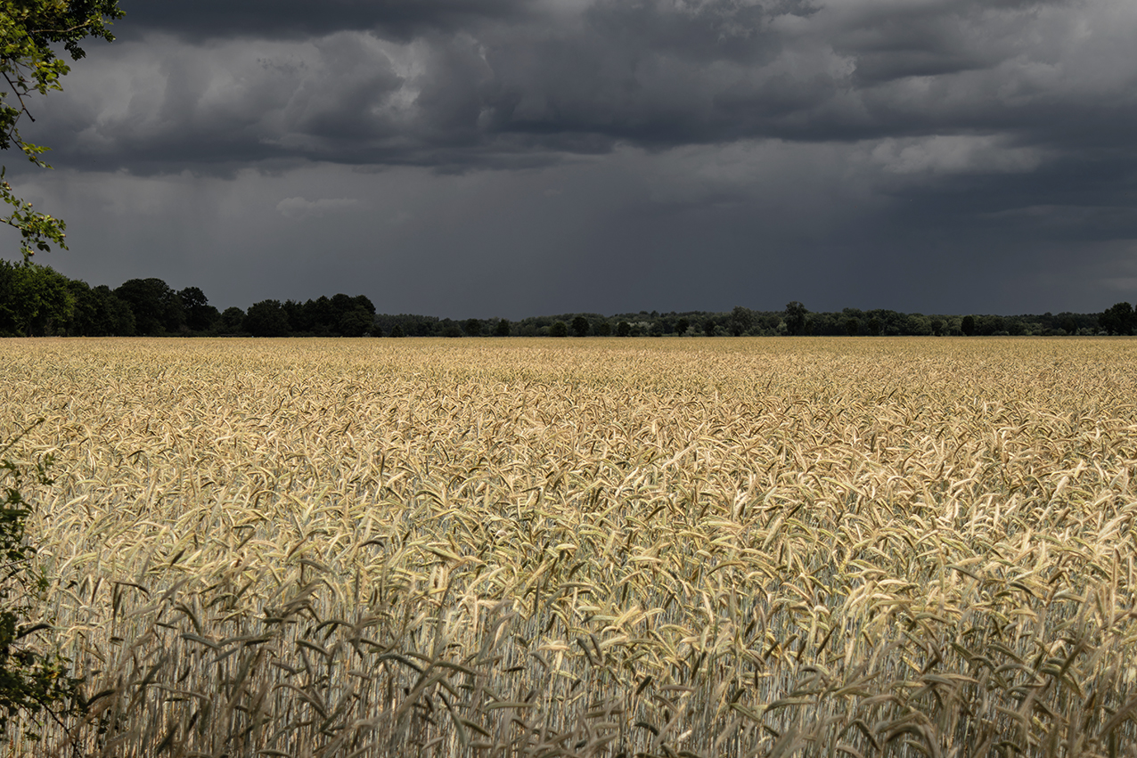 Vor dem Gewitter