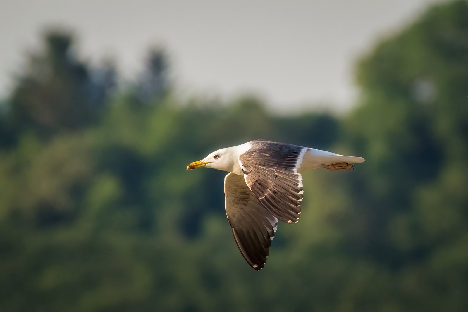 Vorbeiflug