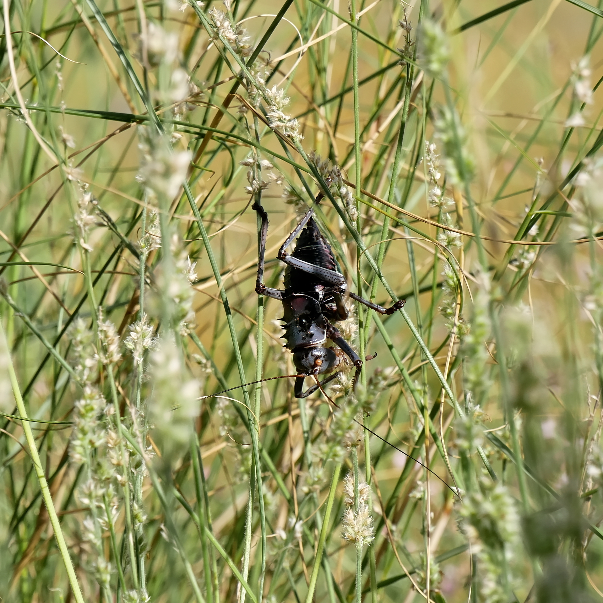 Vorwärts runter