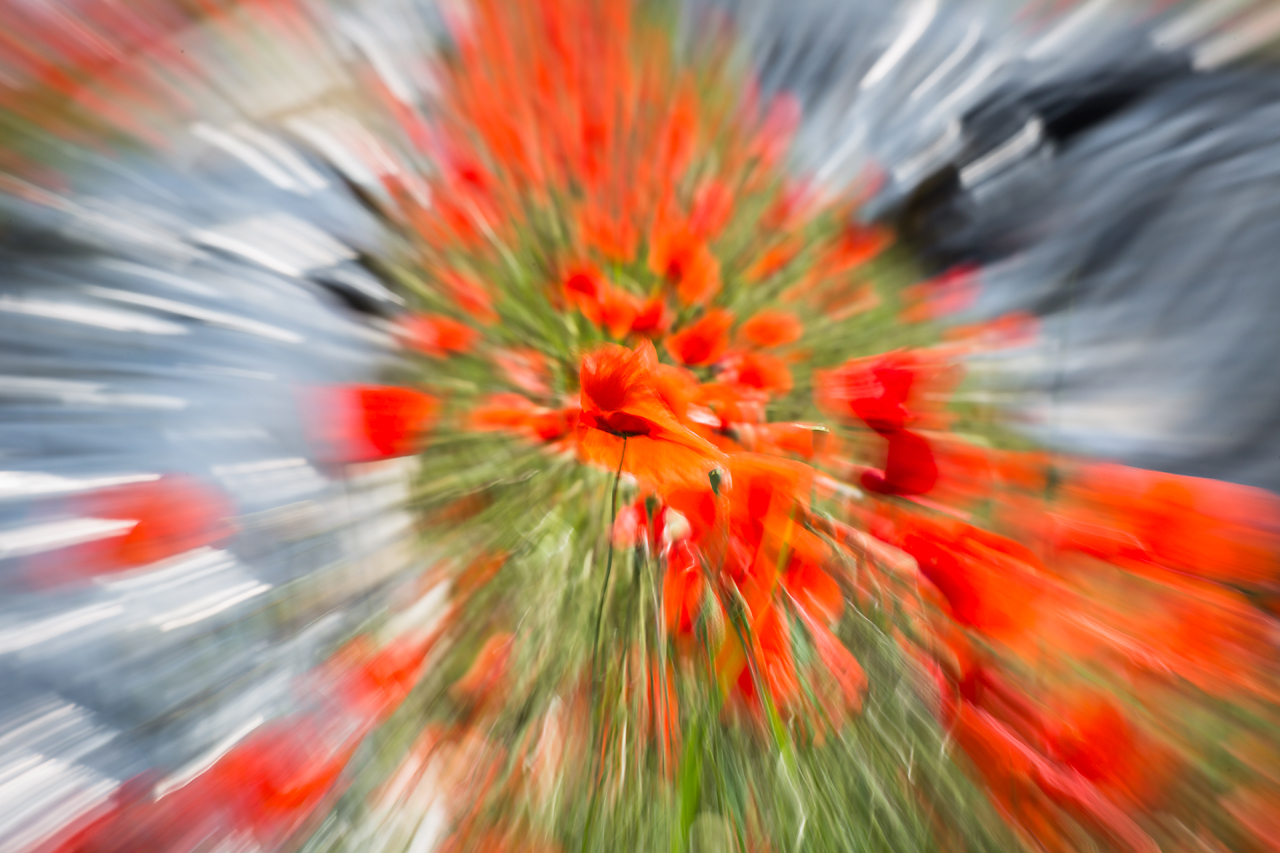 Wahnsinn? - Mohnsinn!