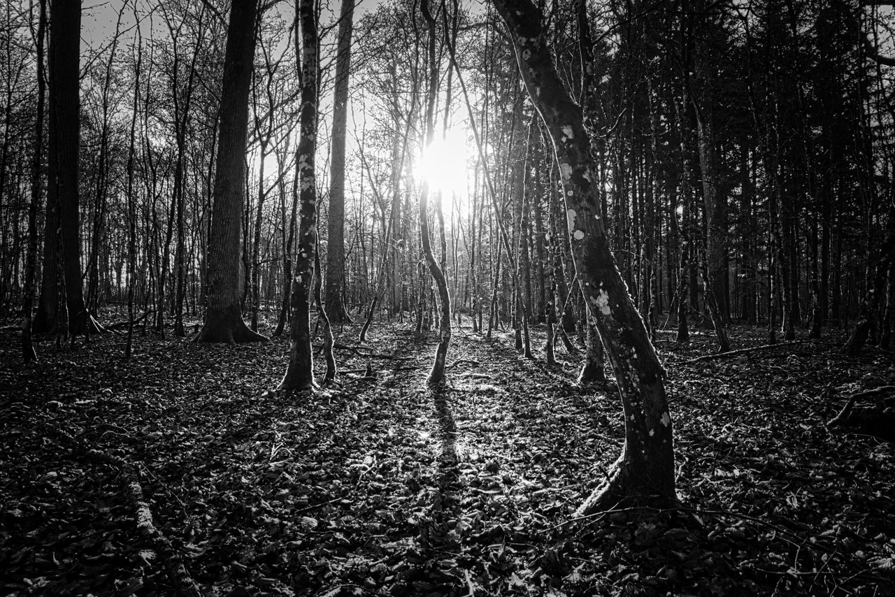 Wald im Licht