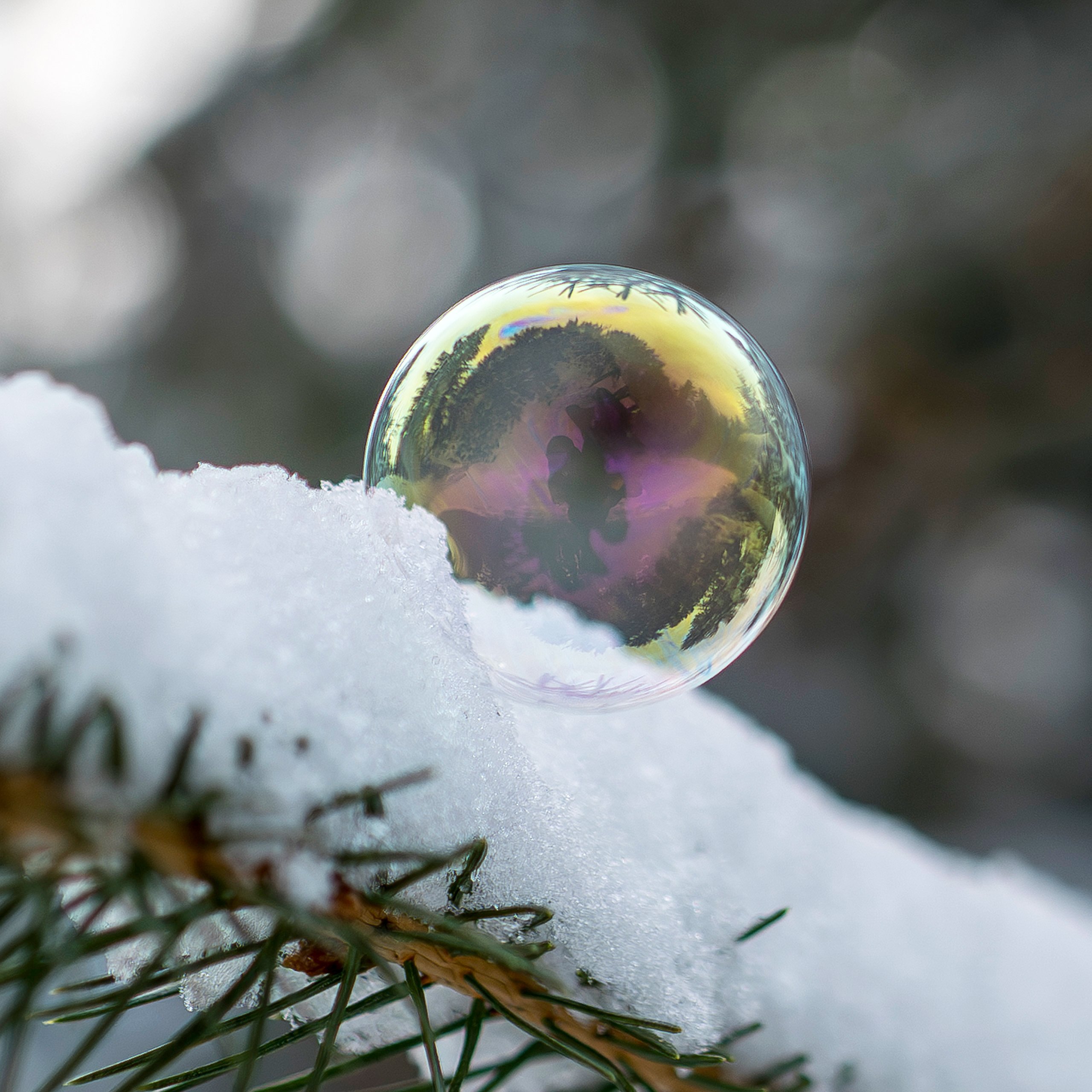 Wald in der Blubberblase