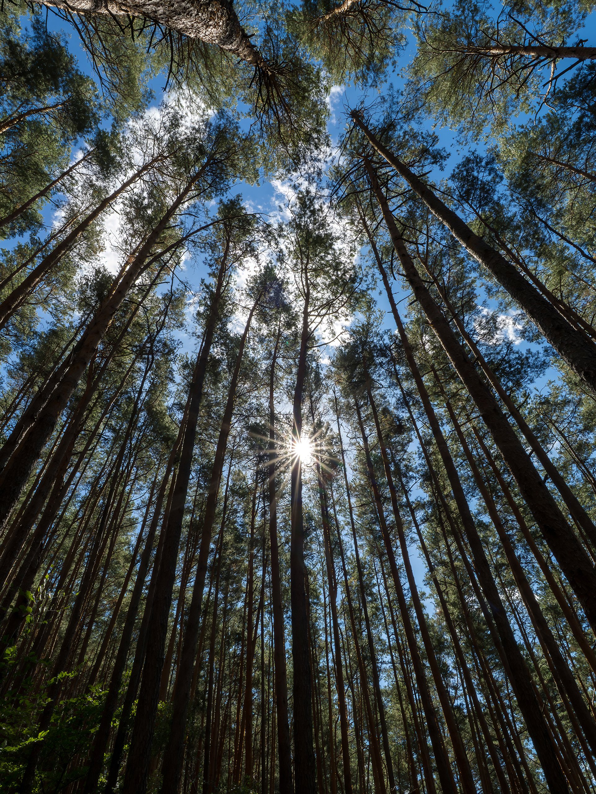 Wald-Stern