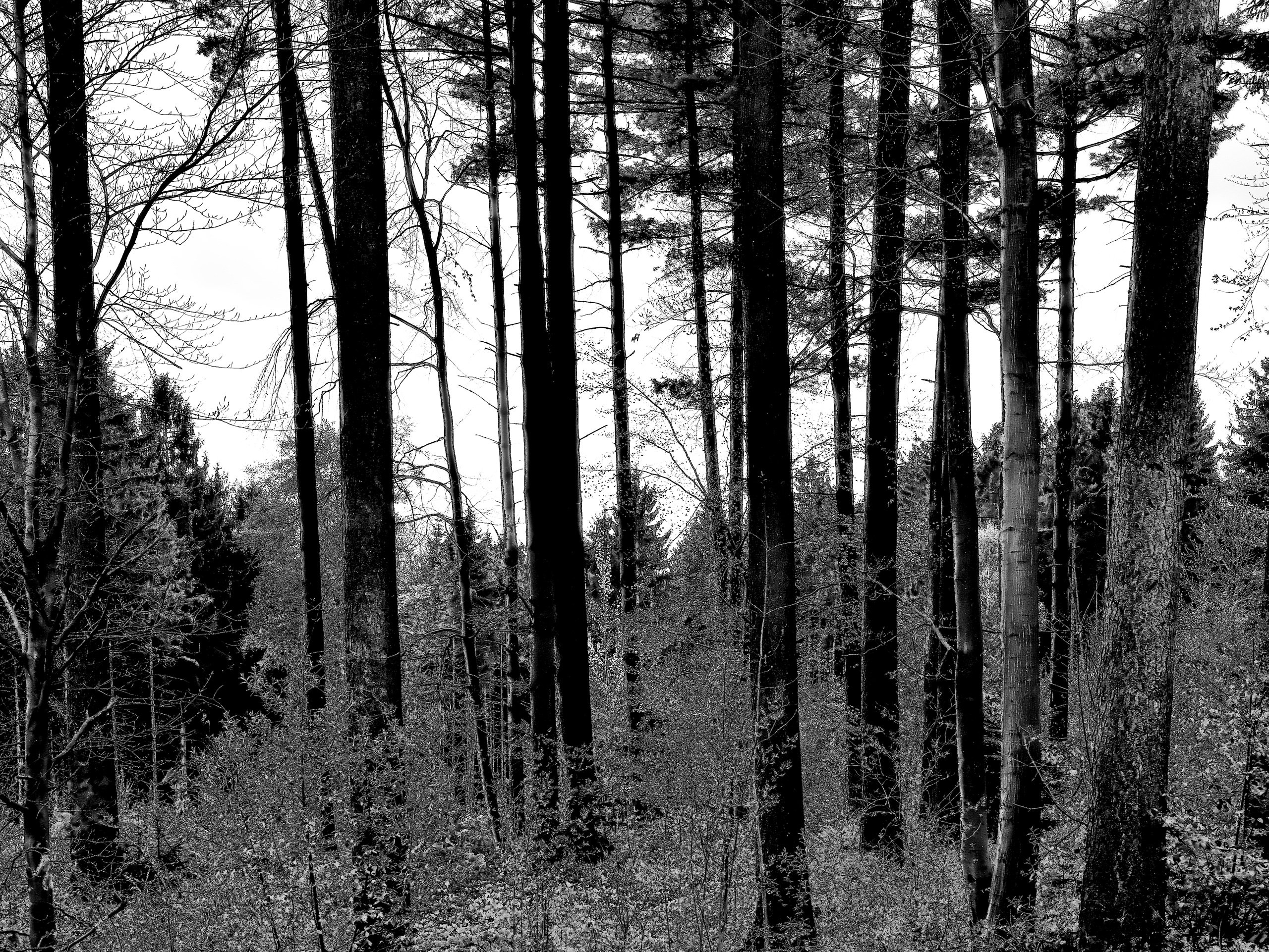 Wald