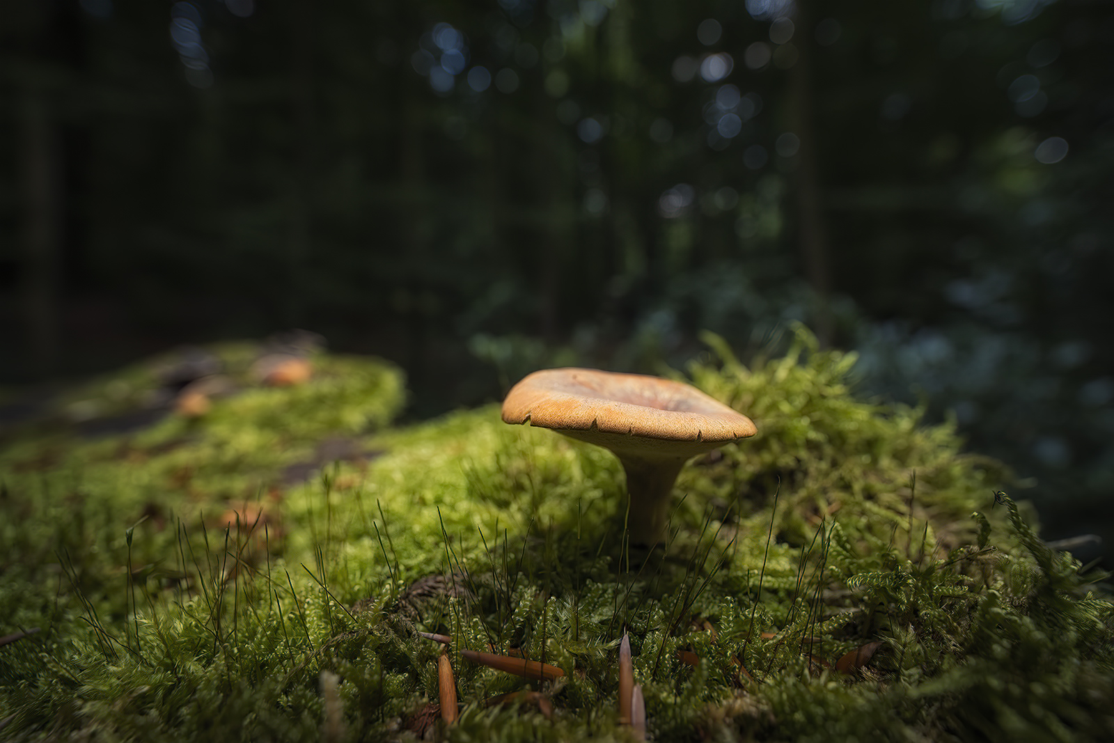 Waldbewohner