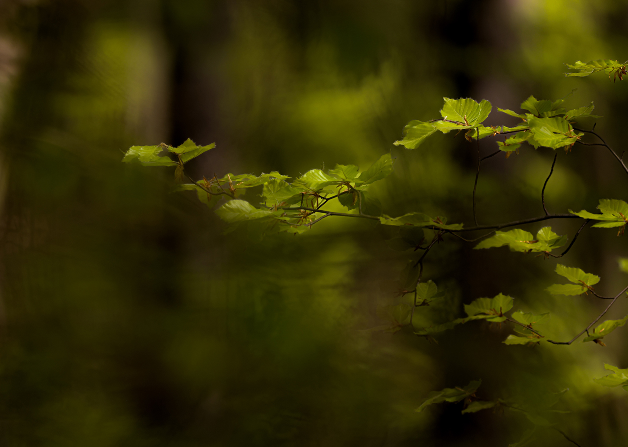 Waldfotografie