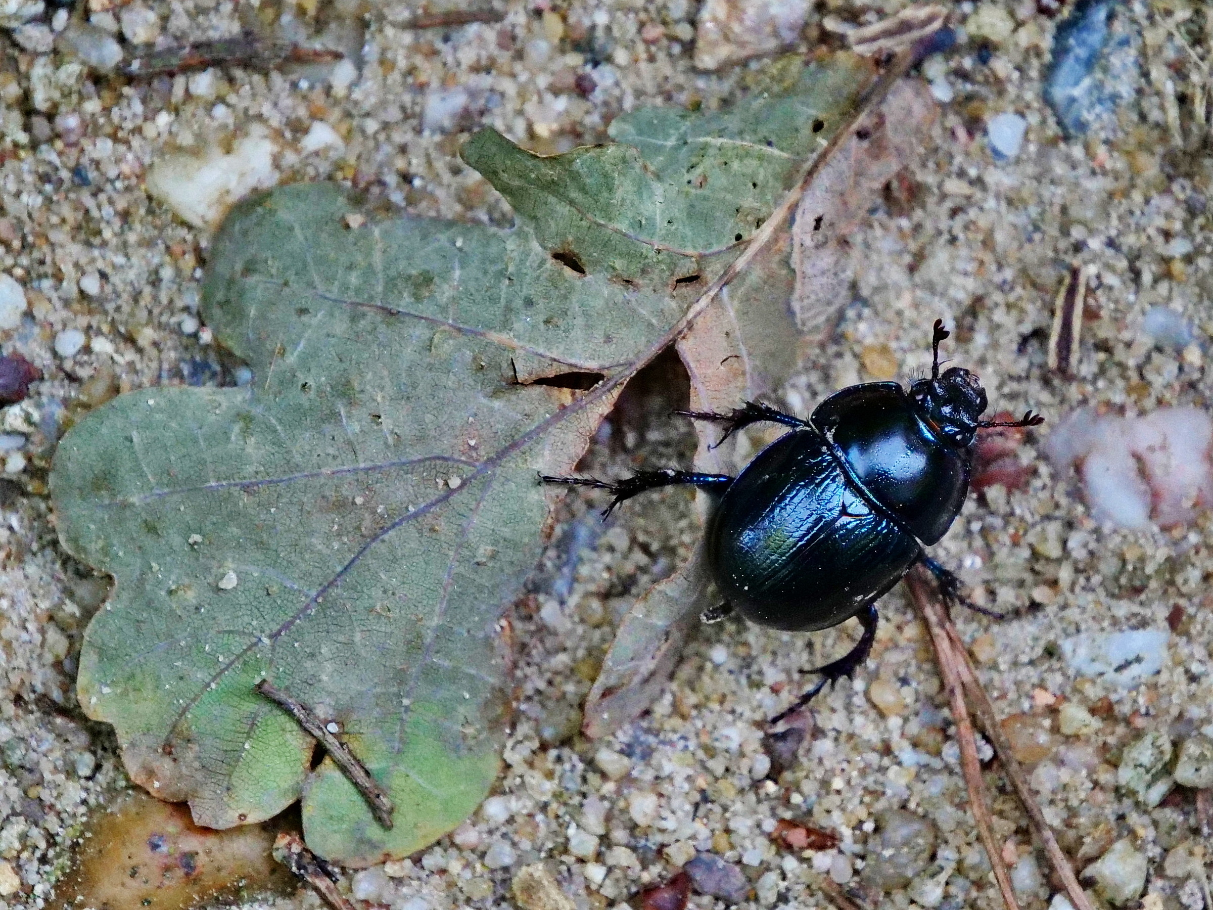 Waldmistkäfer.