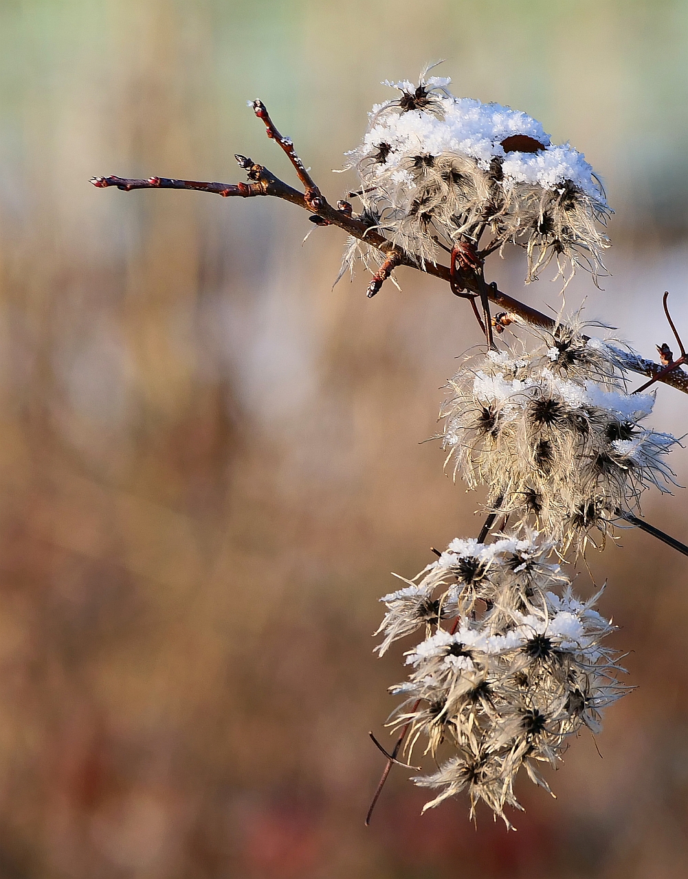 Waldrebe im Winterkleid