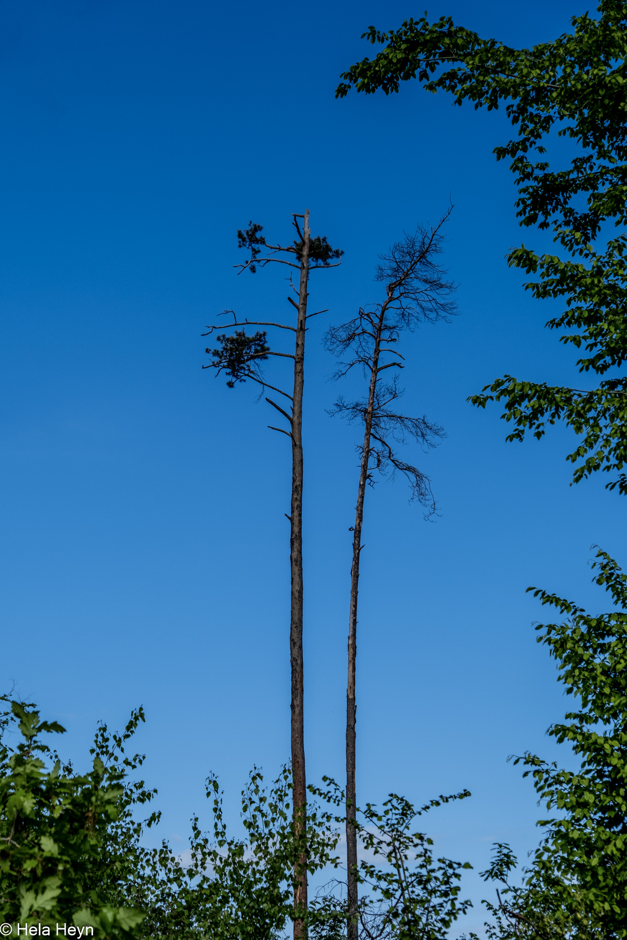 Waldsterben