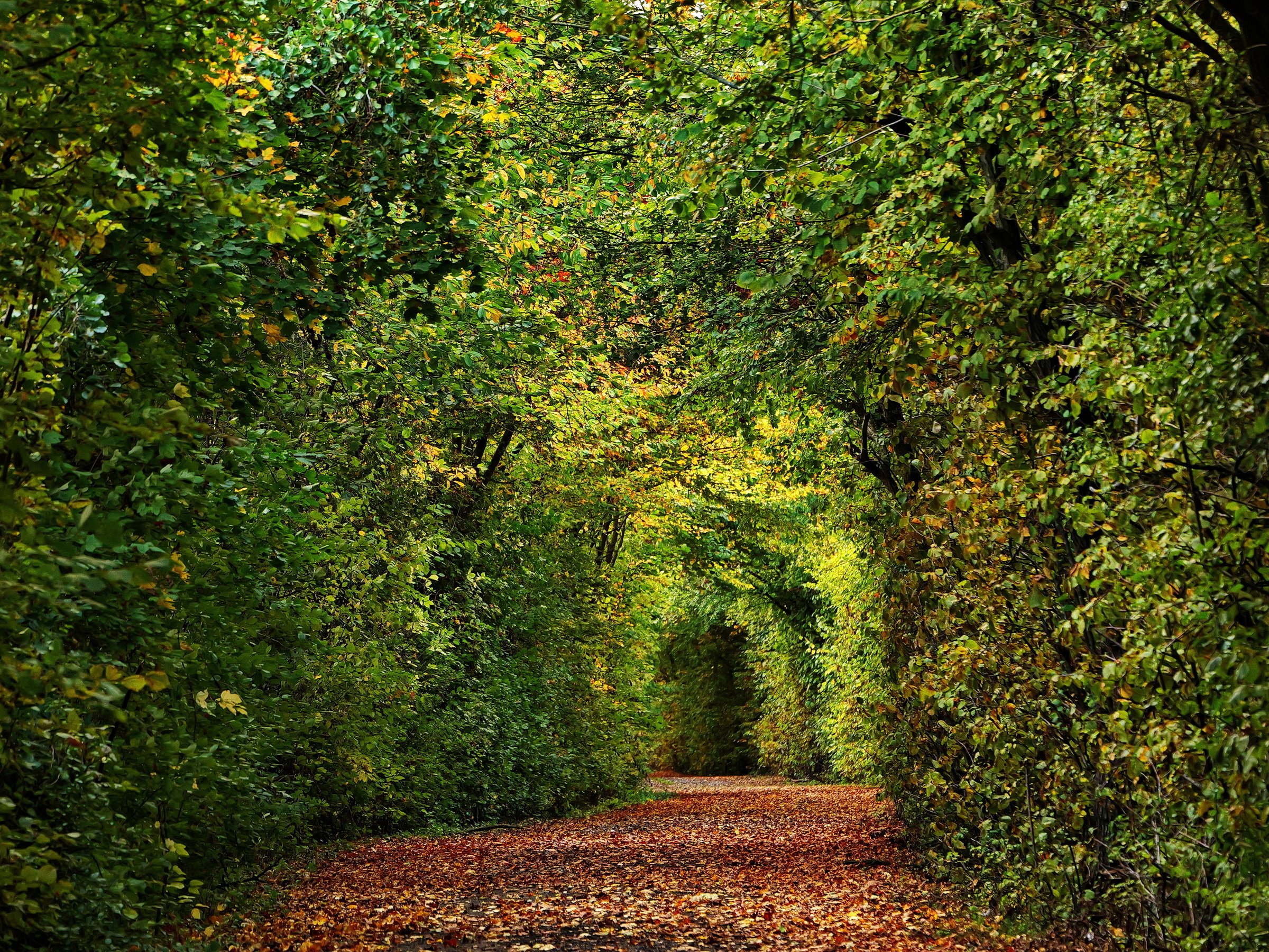 Waldtunnel.