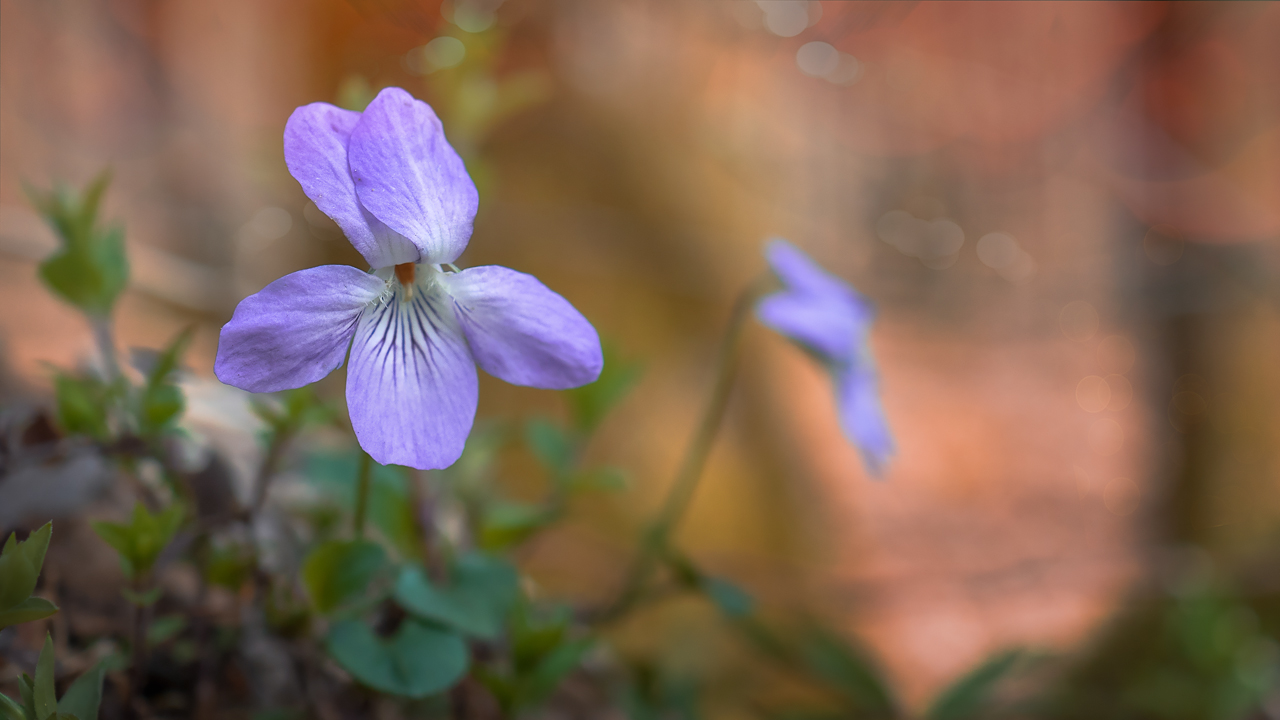 Waldveilchen