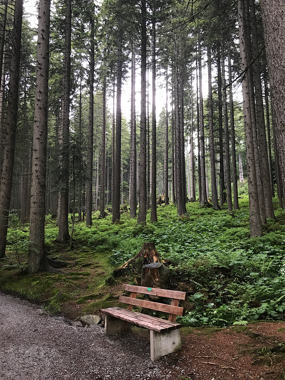 Waldweg mit Bank