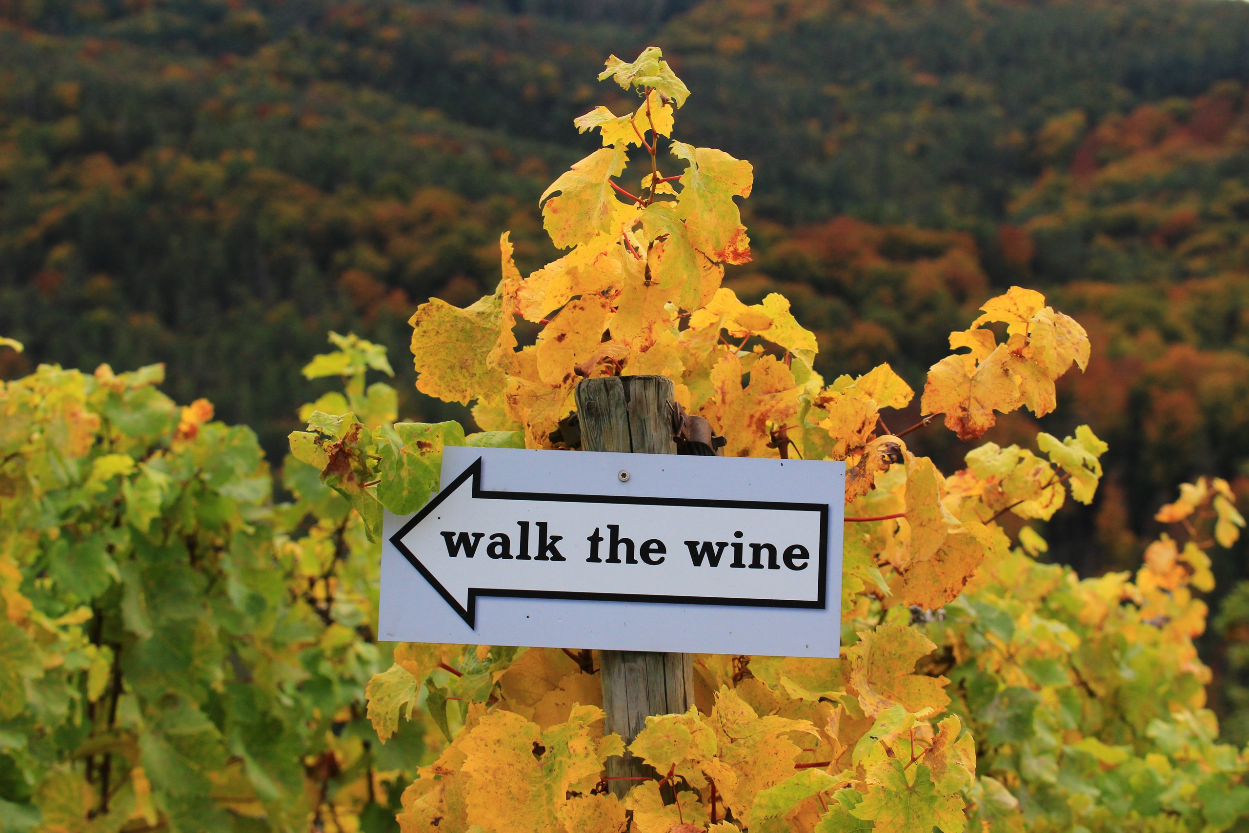 Walk the wine.jpg