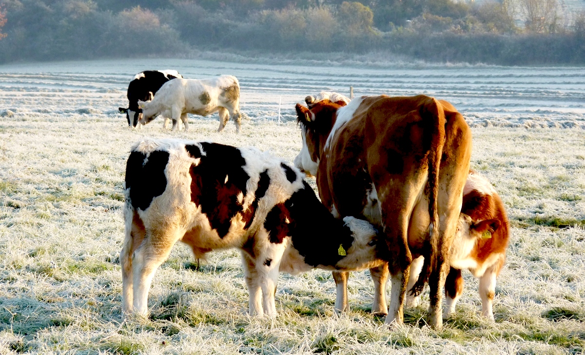 Warme Milch gefällig