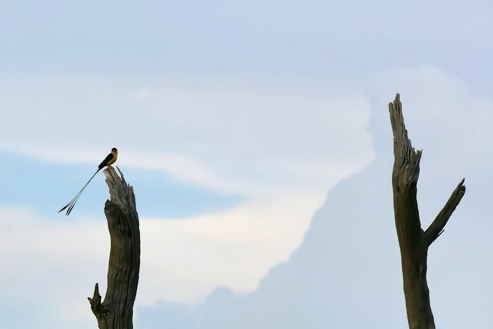 Warten auf ihren König