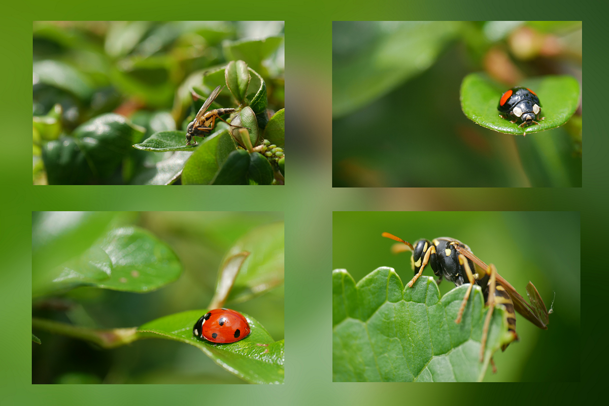 Was im Garten kreucht und fleucht