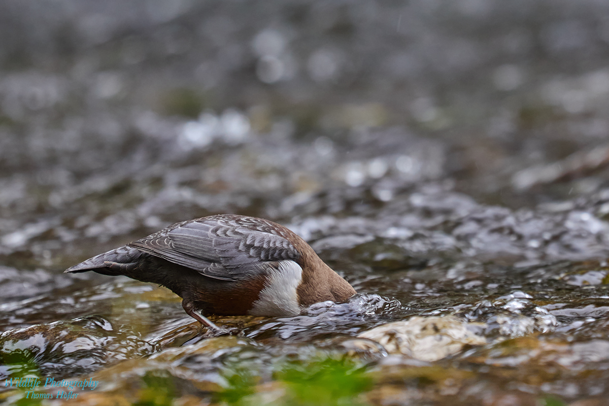 Wasseramsel II