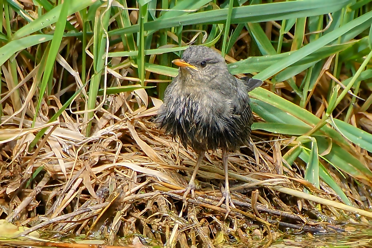 Wasseramsel