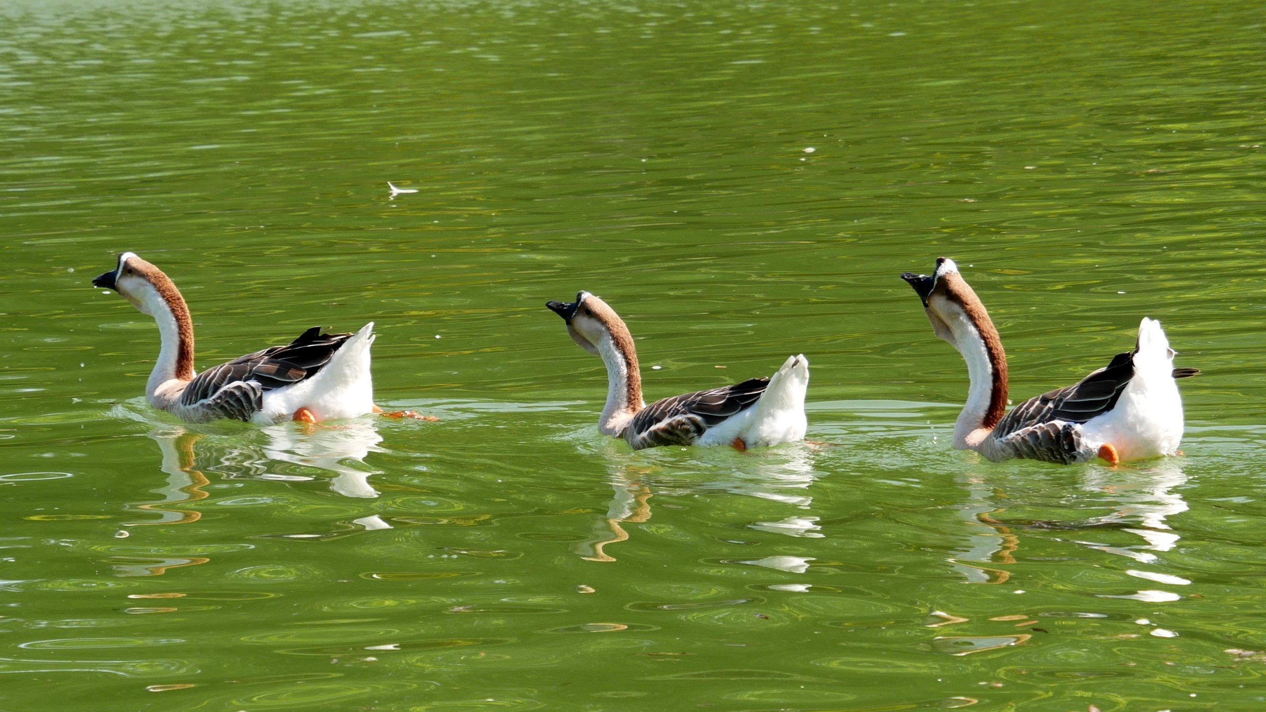 Wasserballett