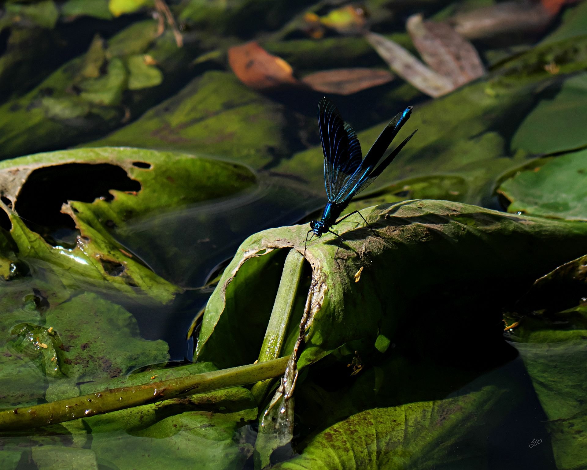 Wasserjungfer