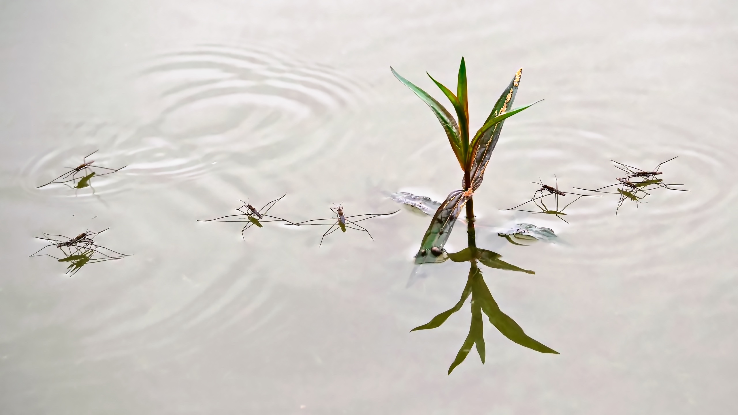 Wasserläufer