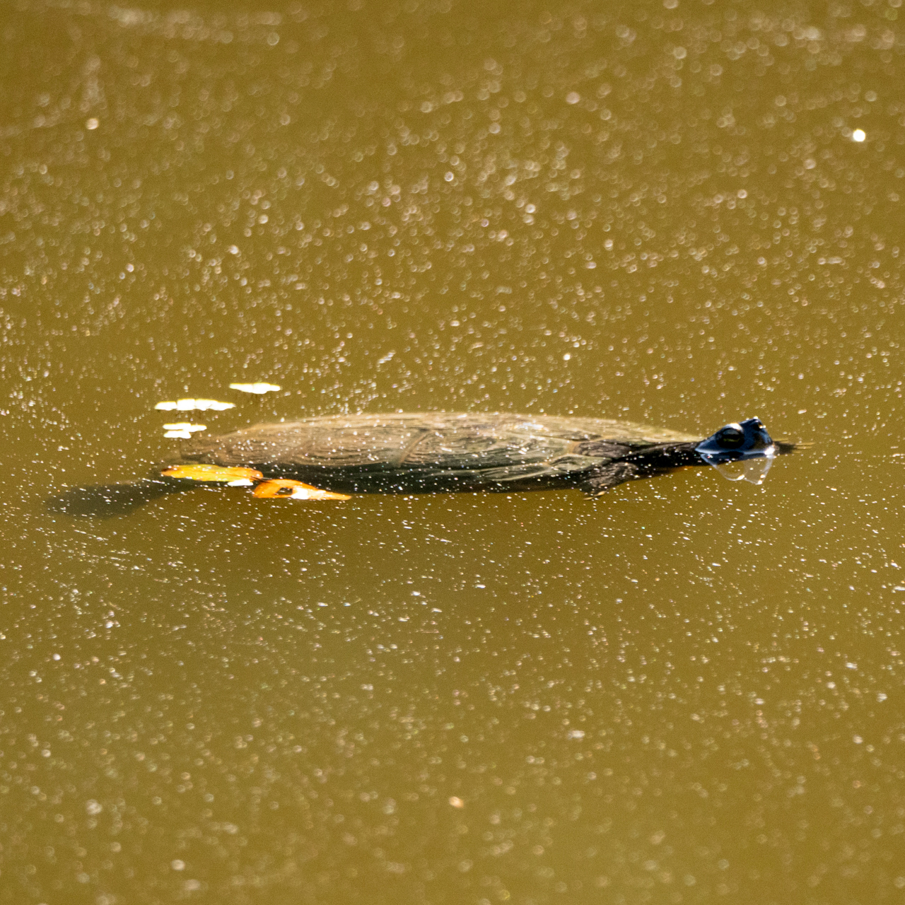 Wasserschildkröte