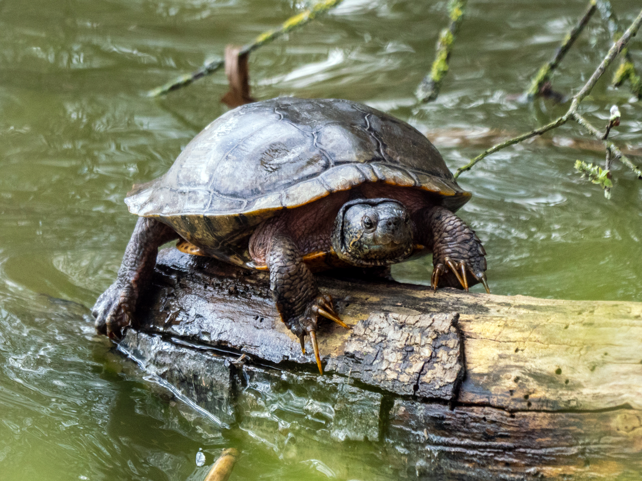 Wasserschildkröte