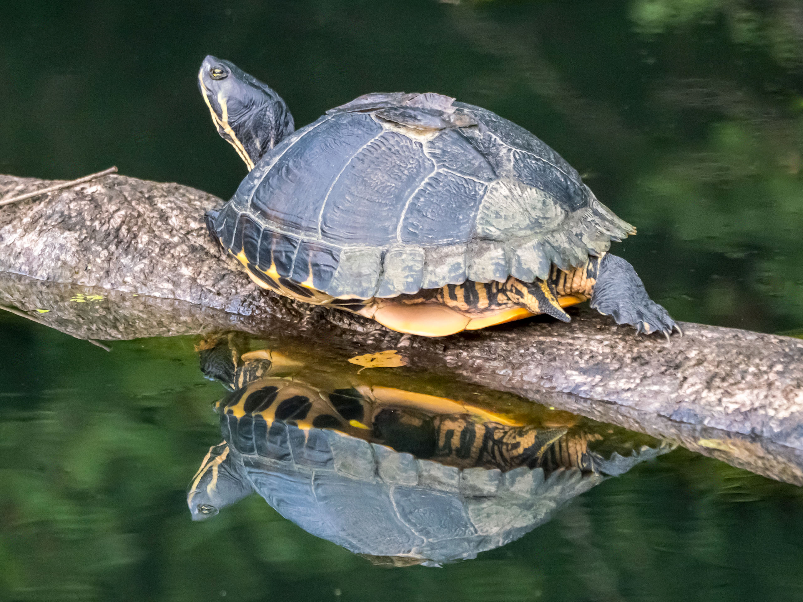 Wasserschildkröte